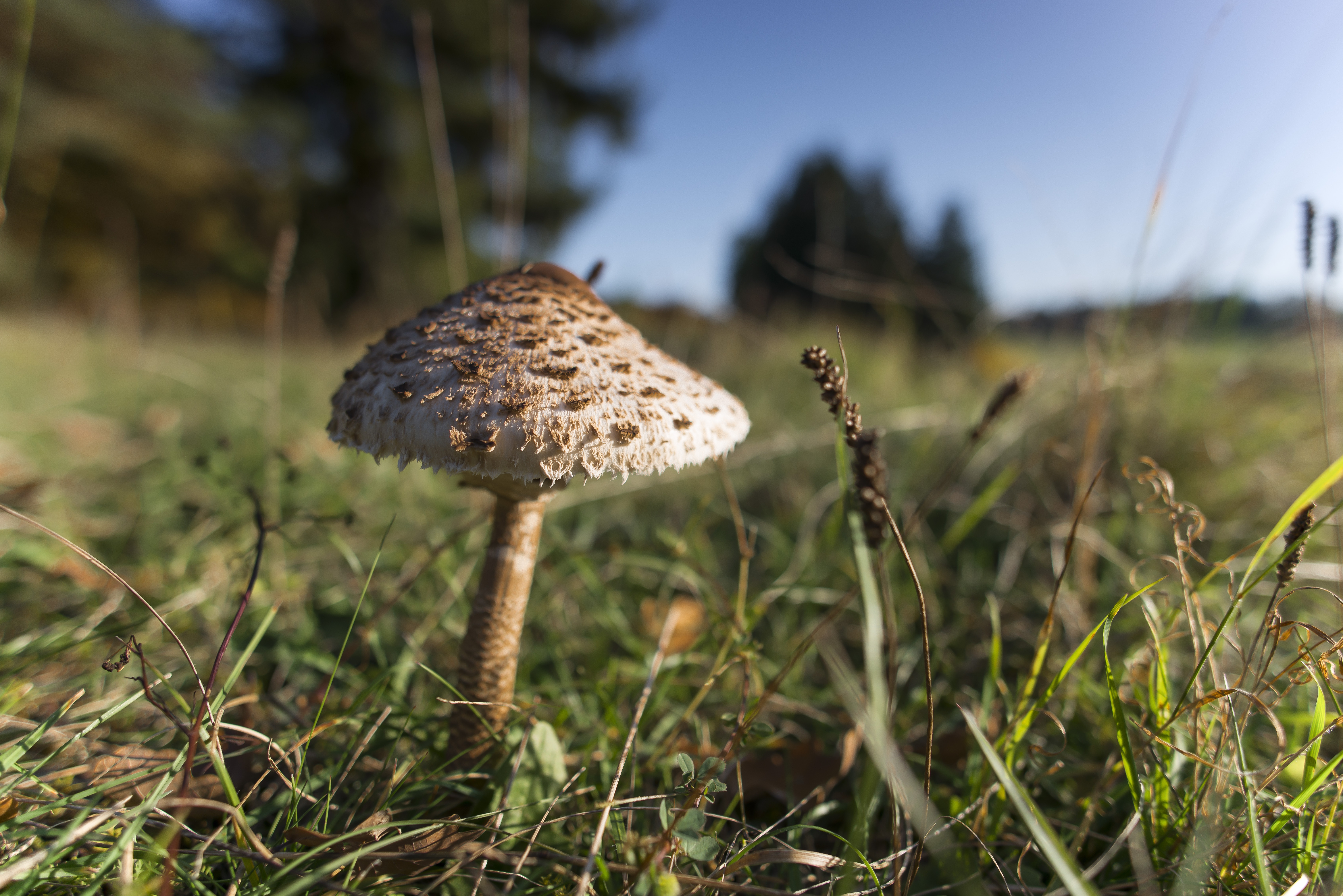 Mushrooms